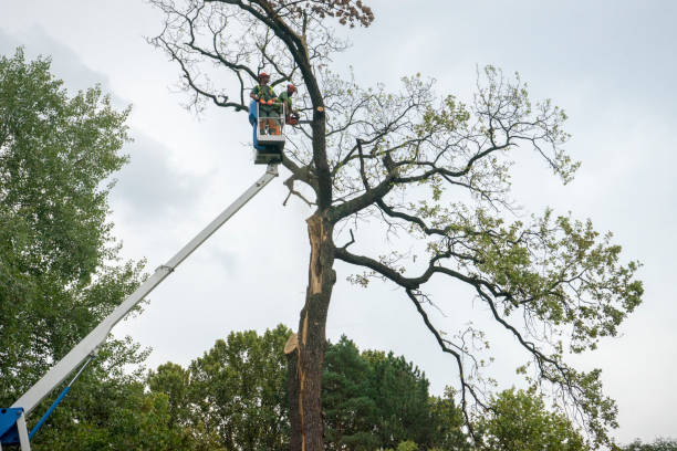 How Our Tree Care Process Works  in  Watsontown, PA